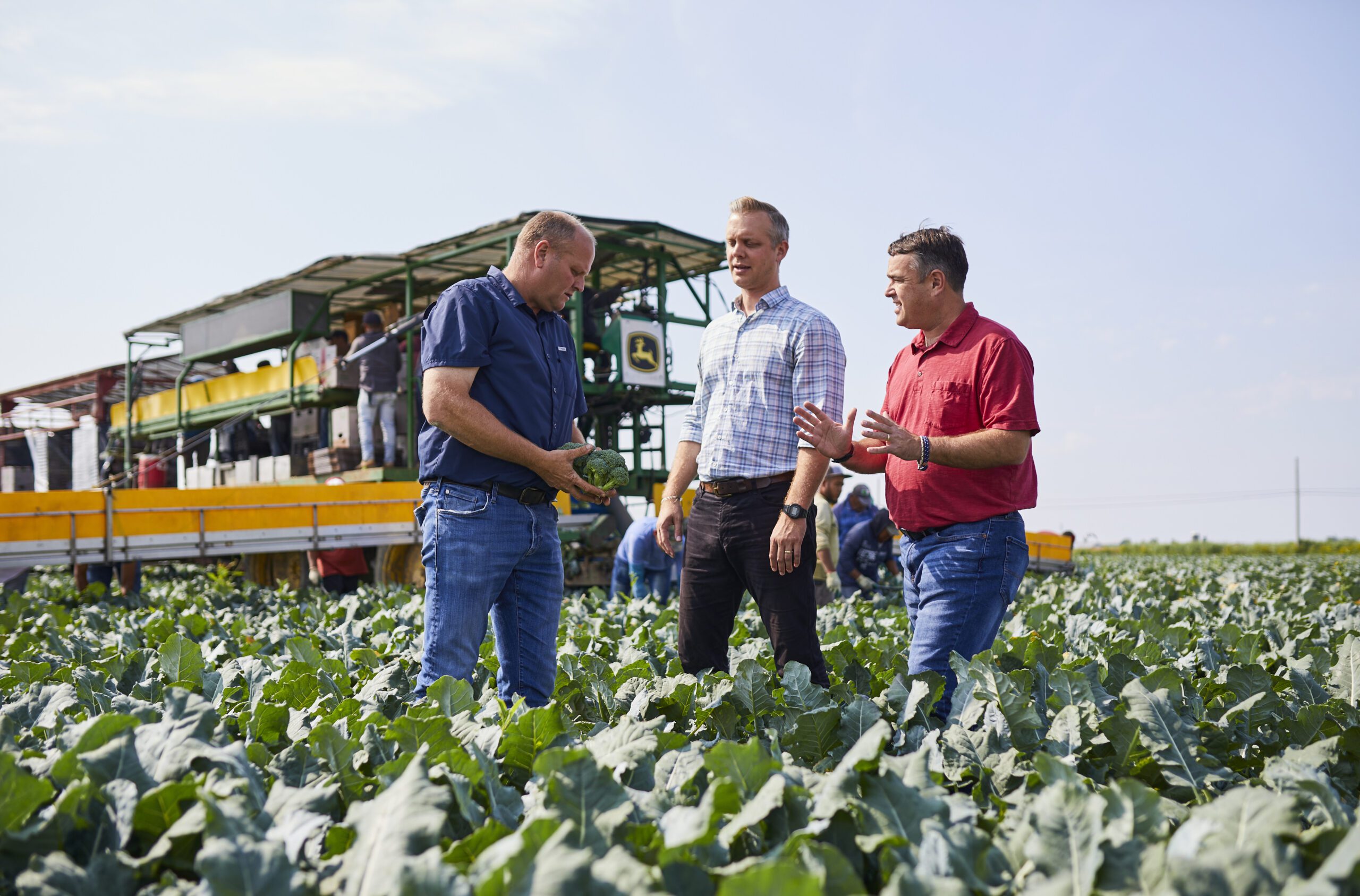 People standing in a field inspecting broccoli