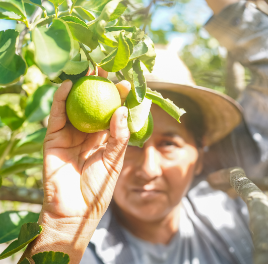 Farmer reaching for a lime on a tree