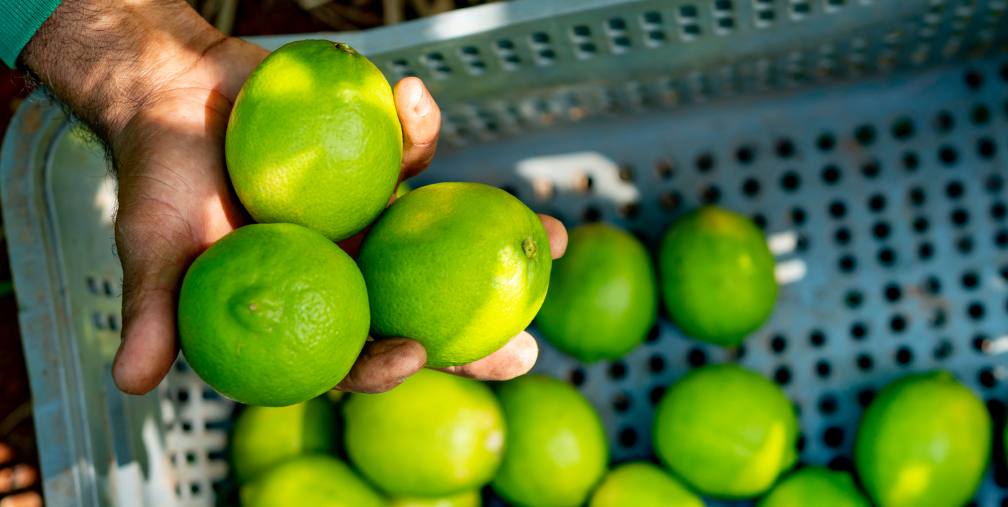 limes-slide-basket Hand holding limes over a basket